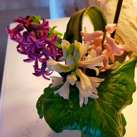 Casa de Férias Au Bord Du Vioreau 44 *